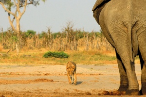 Elefant und Löwe