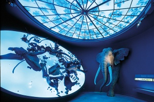 Waldelefant im Landesmuseum für Vorgeschichte