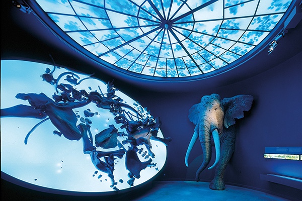 Waldelefant im Landesmuseum für Vorgeschichte