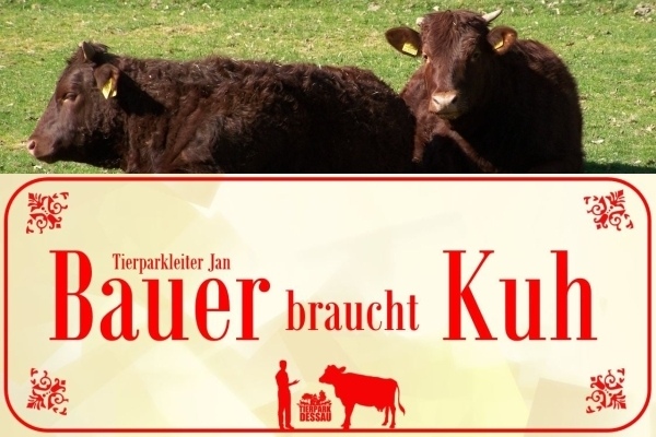 Harzer Höhenvieh mit dem Logo zur Aktion